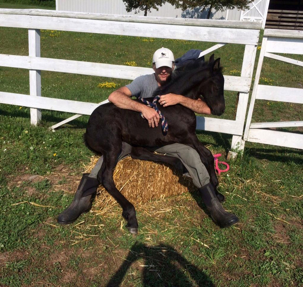 baby horse lap